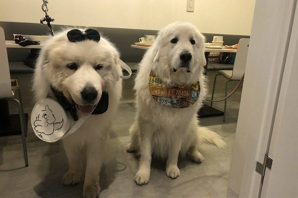 超大型犬のお客様 スイスレストラン セントバーナード公式サイト 東京都調布市仙川