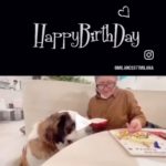 当店で１歳のお誕生日を迎えられた セントバーナード犬のbeconくんの動画をいただきました。
